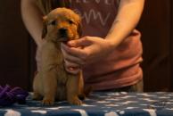 408cd1d8dbdf20076e76eab54967700d_194