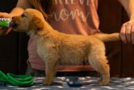 409993b881aa0f3a3487506c006449be_194