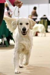 40e230745c413bec6489c90a4947ff9e_164x246