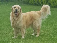 40ed28e8e6f073edc10c7e7b0739fc7d_230