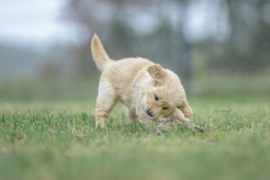 416f9c8d6bdf8a14abc7d0935d9cc0b6_246