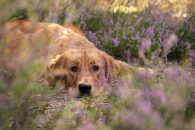 4183f53fede52b2ea09e6431ad07e10a_195