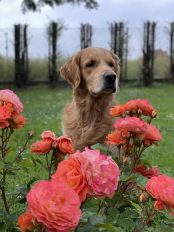 41d87222698a3d2f33ce5ae188833313_174x232_fill