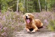 42059061cfff01c879c16819db1fd0d2_195