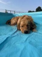 42644216c80f79d578bb3cb9433f0f6d_138x184_fill