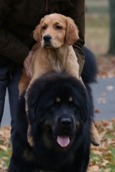 428e468461a4512946fc7b24641b8f1b_164x245