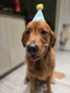 42a3056a73d21fb81cd8fa12c29485f9_138x184_fill