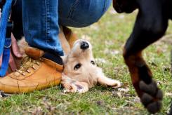 42c5d1f327f80f5224762ef25ce52494_245