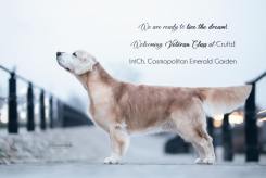 4310a14633d9ffd7c95a7cec0387a9df_245