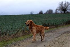 433ffea80918c0baf3f0fc862d4cb291_246