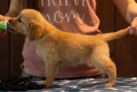 43422c65231306e2c0058945332d8411_194