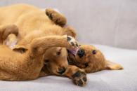 4357825129cf777ab8af0f70277e97f0_195x130_fill