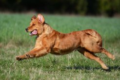 4398e3045b5228a94e404291e9260d50_246x164_fill