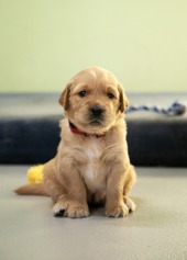 439c3ba8c9541918e4383af44d256161_170x237