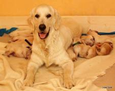 439d7abf1e604fc89d492b06f06219f0_226