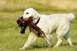 43a988d017b6622be958270eb635b5df_246