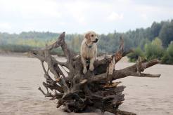 445fac43535a687fb99147bbd13af3f9_246x164_fill