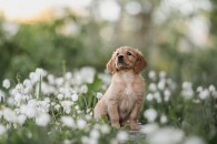 448476e041a776488edfe30a001775b6_195