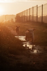 44ea753e8bda4206b9aa3b93036e963d_164x246