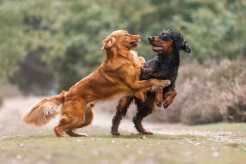 4530229bf12ed12a79f8ea786ce47eea_246