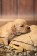 456690e1dac7b4e2cc750e8878a7e7fe_130x195_fill