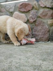 456e8b0691d634a81bf773954352f890_174x232_fill