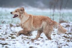 4625d3a151c6b901bbc5e5995a11ef49_246