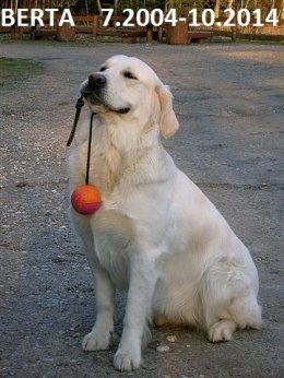 46341c76527a5cc7f421339f32c29ce2_260x346