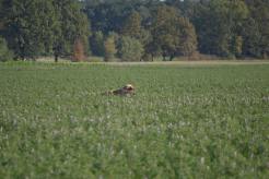 4666d3fdec19947fbd1f6b0cd342fb58_246