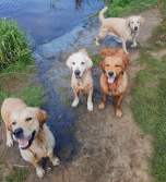 46e596a130131c8b51345cc2832e3017_152x167