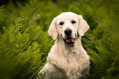 470bc503ee9eeeb8f48f11bf83c6e168_246