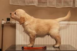 472cefbdd6dafb478c7c50c62106c185_246