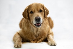 4787267ec06d369784935ab2f2730bbe_246