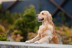 47b8324397a9ee96874466f85f356cc6_246