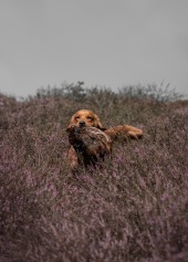 47d7b511a91a3ae5fe9976393622d5cc_170x237