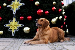 47fb8f37c49ce5f9290e65e7f9e6d714_246