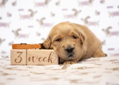 4821fc81f3bc3b06a403347360b8967f_237