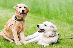 48247977dc6c25c7b3c9ba8ba933cf0c_246