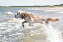 484ba6c629109b35702f17e71d518bb0_245