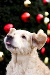 48b997229d82783fca386e0832c805f3_164x246