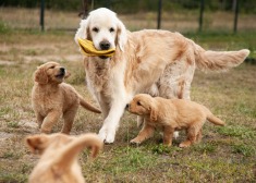 490b8a71fc4613d37364e98979ef492e_235