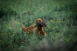 4914e59e94a0cbc14eb1e0a349ab1f39_246