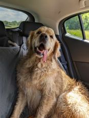 497016027cf0f09dceeeeca5a179162e_174x231