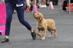 4979a13bd985229a1a15b109e0d8cf45_246