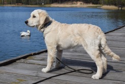 49a7592b0897d69b5c5723257fd47725_245