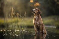 4a0adafcea9ad0ca950eeaf174634011_195x130_fill