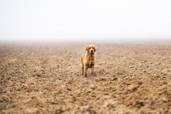 4a3b022a1162cfbea790c321337ccacb_245