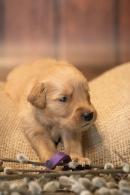 4a3b5b6aa7bc05038248269fa6c16d18_130x195_fill