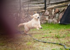 4af9ac02cd3dd35a86c08821a625093e_237