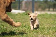 4afd1406a762bd4d41be18abe842be8a_195x130_fill